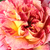 Galben-roșu - Trandafir pentru straturi Floribunda - Camille Pissarro